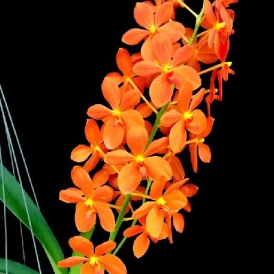 Orquídea com flores laranja e amarelas em fundo preto