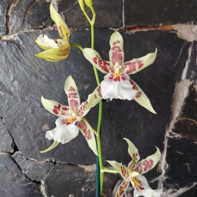 Orquídea com pétalas amarelas e brancas manchadas de vermelho frente a parede de pedra escura