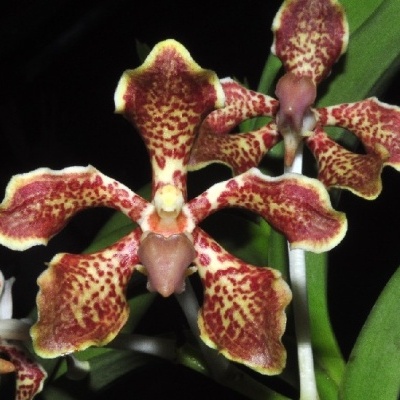 Orquídea castanha com manchas vermelhas e margens amarelas em fundo escuro