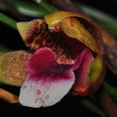 Orquídea colorida com pétalas manchadas e fundo escuro
