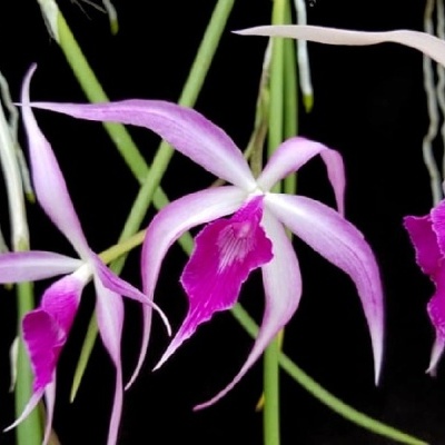 Flores de orquídea rosa e roxa com caules verdes