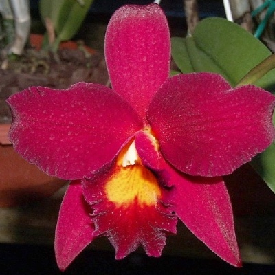 Orquídea vermelha com centro amarelo em vaso de barro