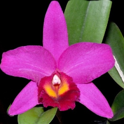 Orquídea rosa com centro vermelho e amarelo e folhas verdes