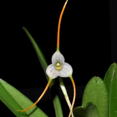 Flor branca com pétalas longas laranja e folhas verdes