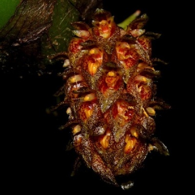Fruto ou semente castanha e laranja pendurado em galho com folhas
