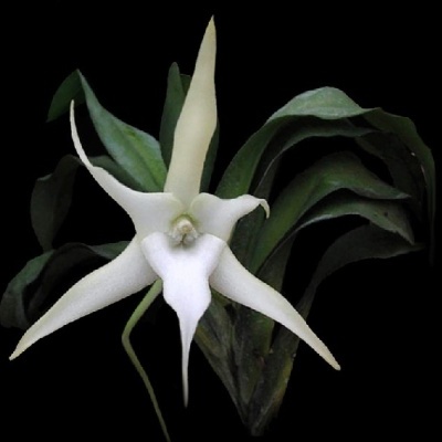 Flor de orquídea branca com folhas verdes e fundo preto