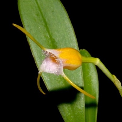 Orquídea amarela e rosa com folhas verdes em fundo preto