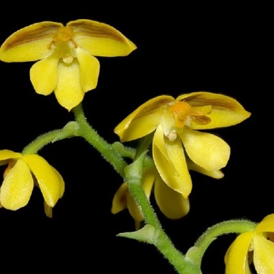Ramo com flores amarelas pequenas e caule verde sobre fundo preto