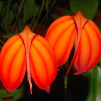 Duas flores laranja com pétalas arredondadas e textura aveludada