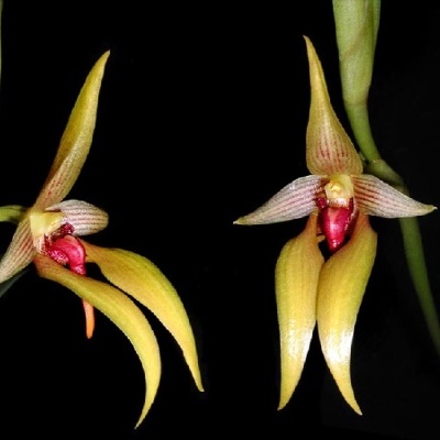 Duas flores de orquídea amarelas com centro vermelho sobre fundo preto