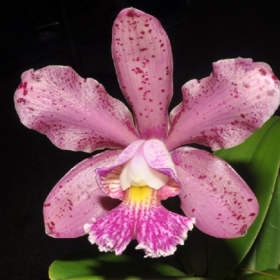 Flor orquídea rosa com pontos roxos e folhas verdes