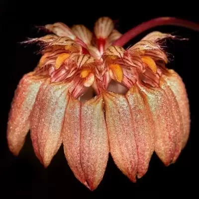Flor pendente rosa com detalhes laranja e amarelos sobre fundo preto