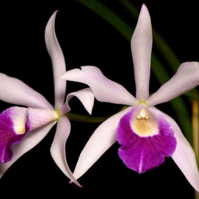 Orquídeas cor de rosa e púrpura com fundo preto