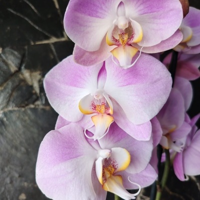 Orquídeas lilás e brancas com centros amarelos e vermelhos em vasos pretos.
