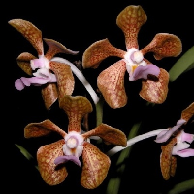 Orquídeas castanhas com tons lilases em fundo preto