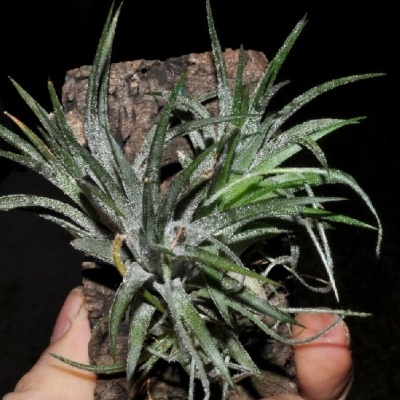 Planta Tillandsia verde fixada em cortiça, segurada por uma mão.