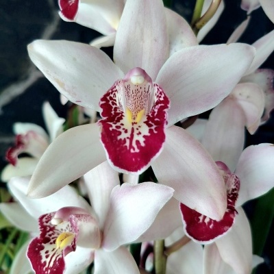 Flor orquídea branca com centro vermelho vivo e detalhe delicado