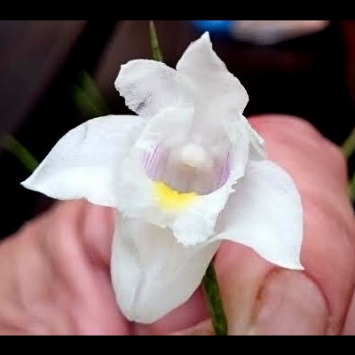 Flor branca com detalhes amarelos e rosas no centro, mão humana a segurá-la.