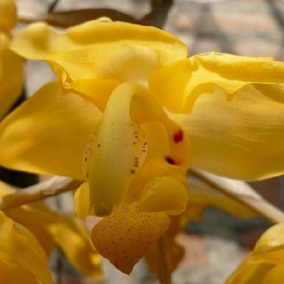 Flor amarela com pétalas largas e pequenas manchas vermelhas e roxas em close-up