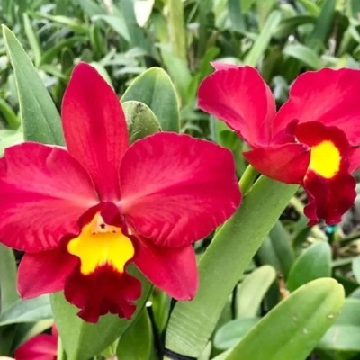 Orquídeas vermelhas com centro amarelo brilhante e folhas verdes