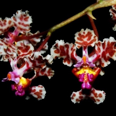 Flores de orquídea com padrão branco e castanho-avermelhado sobre fundo preto