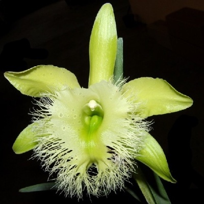Flor amarela com pétalas longas e centro franjado em fundo escuro