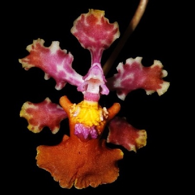 Flor exótica colorida com pétalas onduladas em fundo preto