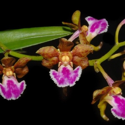 Orquídea castanha e rosa com folhas verdes e fundo preto