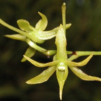 Flor verde com pétalas estreitas em fundo escuro