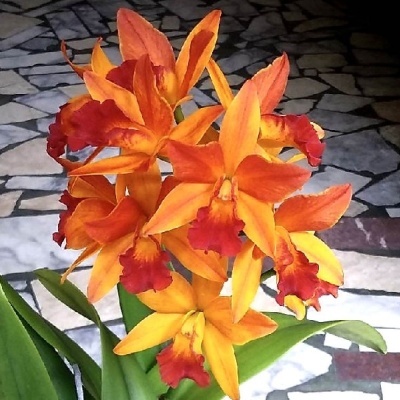 Flores de orquídea laranja e vermelho com folhas verdes em chão de azulejos cinza e branco