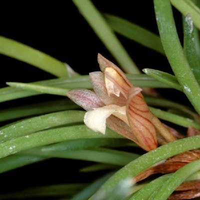 Orquídea miniatura creme e rosa entre folhas verdes