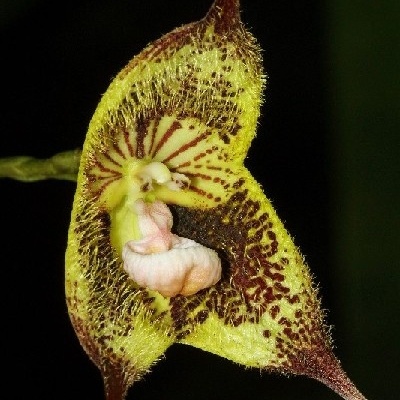 Flor amarela com padrão castanho e pelos em fundo escuro