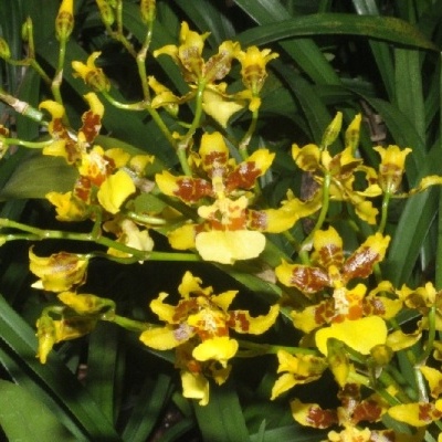 Flores amarelas e castanhas com pétalas irregulares e folhas verdes