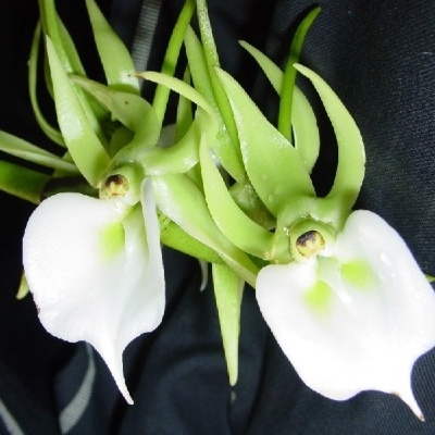 Flores brancas e verdes sobre fundo preto