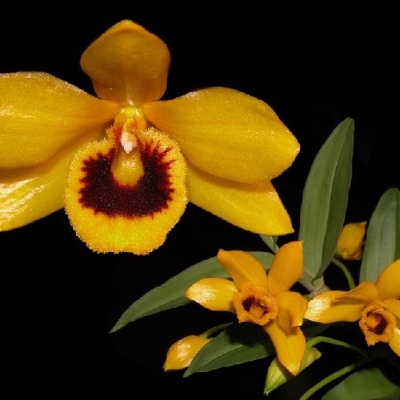 Orquídea amarela com centro vermelho e folhas verdes