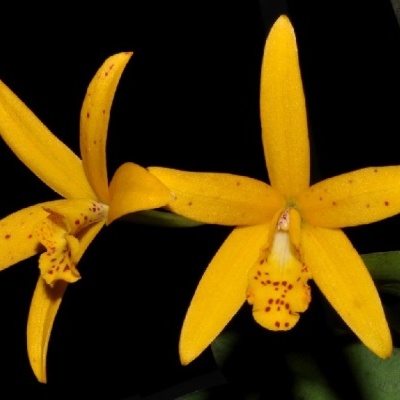 Flores amarelas de orquídea com manchas vermelhas em fundo preto