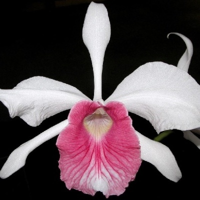 Orquídea branca com centro rosa sobre fundo preto