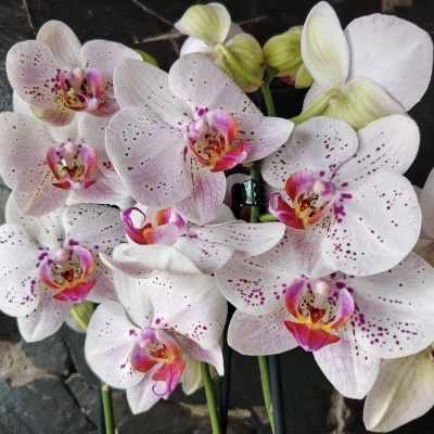 Orquídeas brancas com manchas roxas sobre fundo de pedra escura