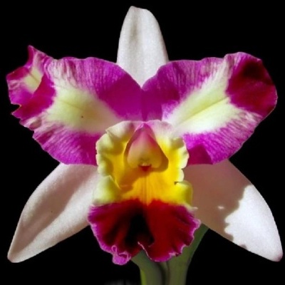 Orquídea colorida com pétalas brancas, rosa, amarelo e vermelho sobre fundo preto