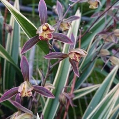 Orquídeas roxas e amarelas com folhas verdes e brancas ao ar livre