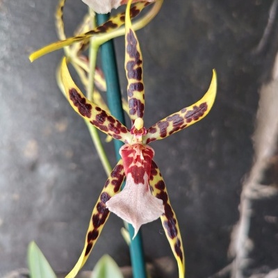 Orquídea amarela com manchas castanhas e labelo rosado