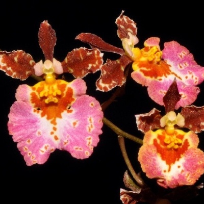 Flores de orquídea rosa, amarelas e castanhas sobre fundo preto