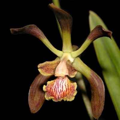 Flor exótica castanha, verde e amarela com riscas vermelhas, folhas verdes e fundo preto