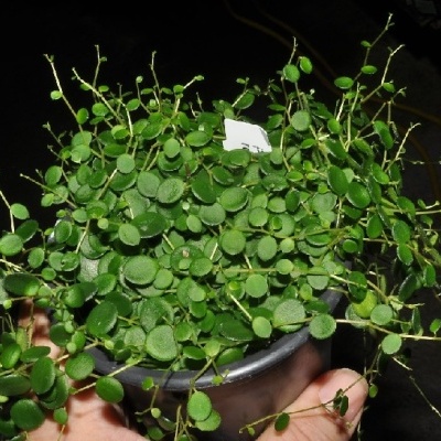 Planta com folhas pequenas em vaso preto