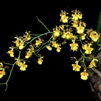 Orquídea amarela com flores pequenas e ramos verdes segurada à mão