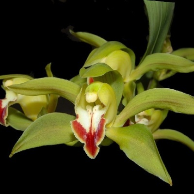 Flores verdes com padrão vermelho e branco no centro