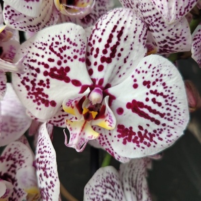 Orquídeas brancas com manchas roxas e centro amarelo