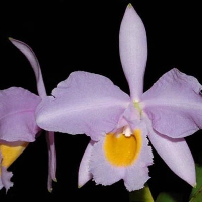 Orquídeas lilás com centro amarelo em fundo preto.