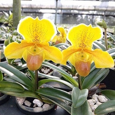 Duas orquídeas Paphiopedilum amarelas em vasos com cascalho branco numa estufa