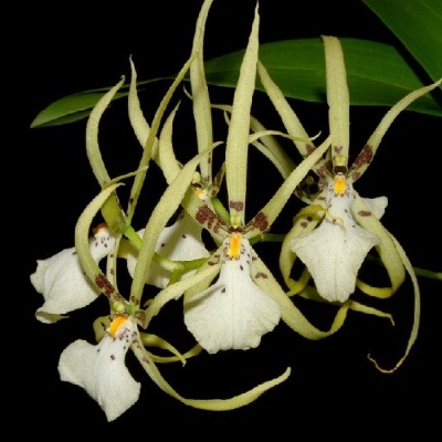 Orquídea branca com sépalas e pétalas longas amareladas e folhas verdes